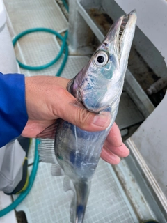 タチウオの釣果