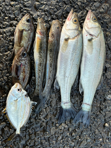 マハゼの釣果