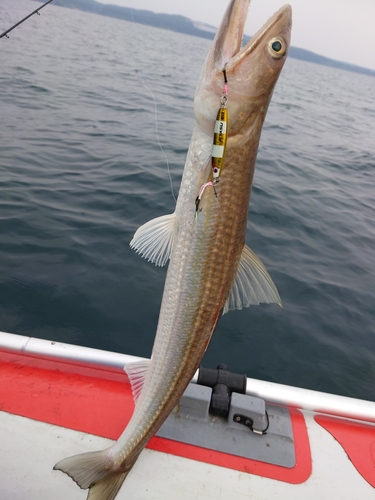 エソの釣果