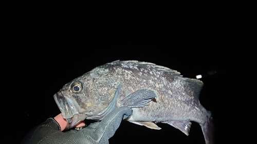 クロソイの釣果