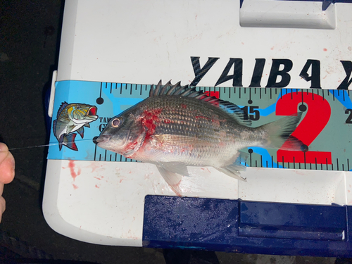 ミナミクロダイの釣果