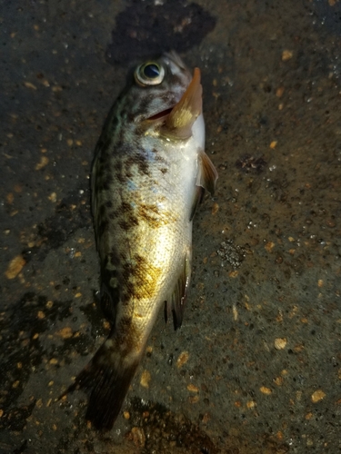 メバルの釣果