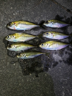 アジの釣果