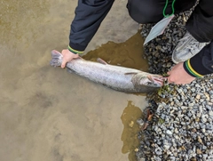 イトウの釣果