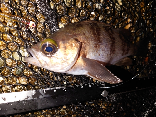 メバルの釣果