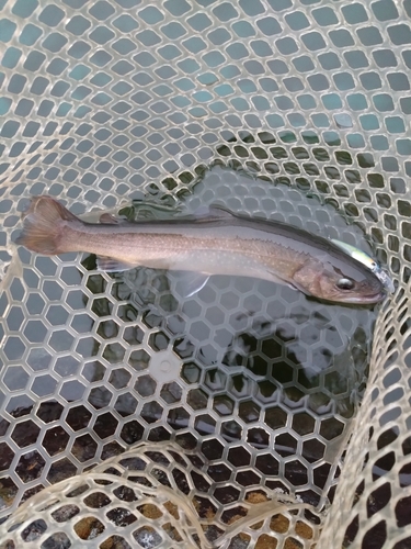 イワナの釣果