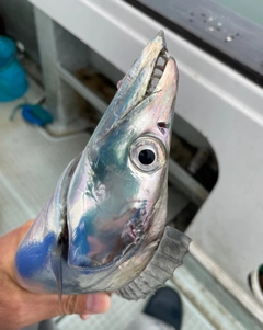 タチウオの釣果