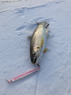 アメマスの釣果