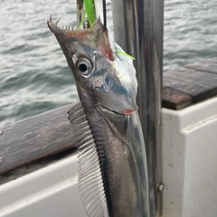 タチウオの釣果