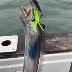 タチウオの釣果