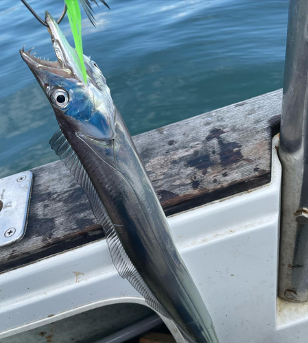 タチウオの釣果