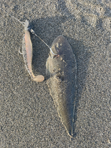 シタビラメの釣果