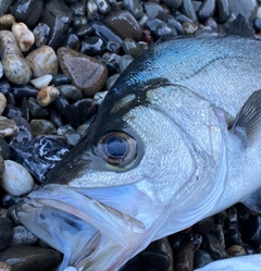 セイゴ（ヒラスズキ）の釣果