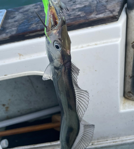 タチウオの釣果