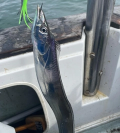 タチウオの釣果