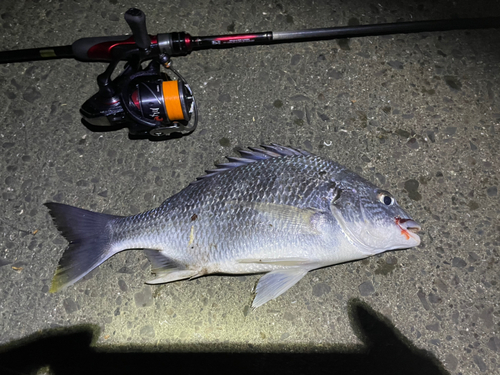 チヌの釣果