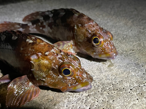 カサゴの釣果