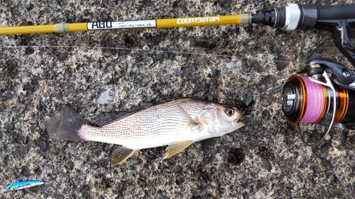 イシモチの釣果