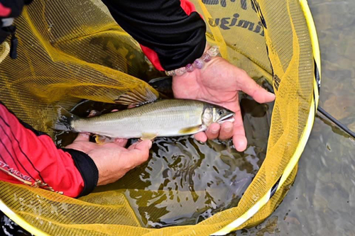 アユの釣果