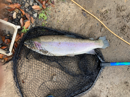 ニジマスの釣果