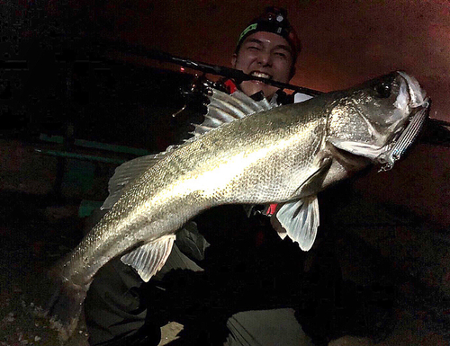 スズキの釣果