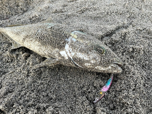 イナダの釣果