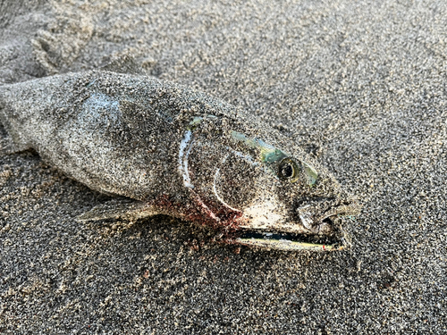 イナダの釣果