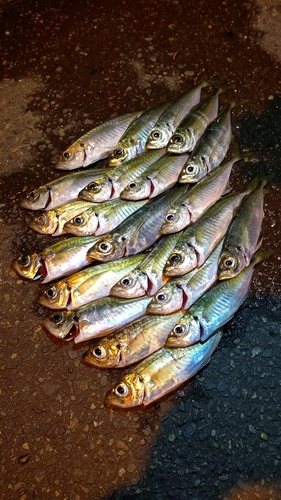 アジの釣果