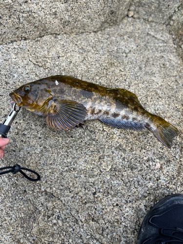 アイナメの釣果