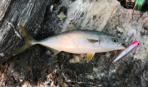 ツバスの釣果