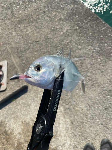 メッキの釣果