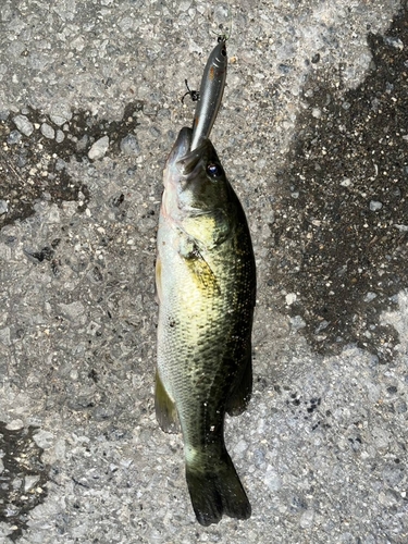 ブラックバスの釣果