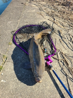 コイの釣果