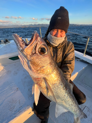 クロムツの釣果