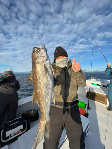 クロムツの釣果