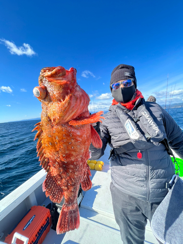 ウッカリカサゴの釣果