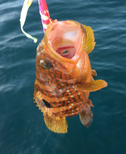 アコウの釣果