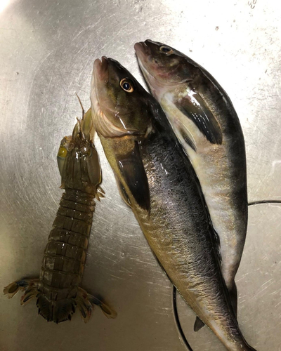 ホッケの釣果