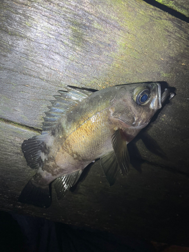 アオメバルの釣果