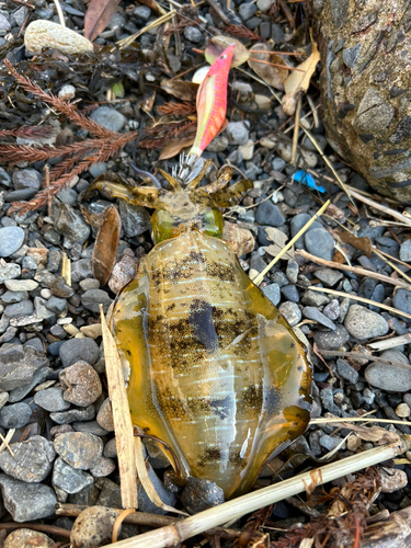 アオリイカの釣果