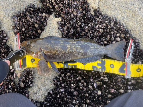 アイナメの釣果