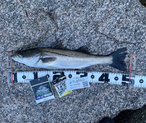 ハネ（マルスズキ）の釣果