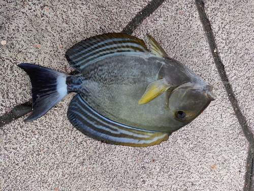 トカジャーの釣果