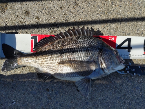 クロダイの釣果