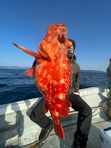 ウッカリカサゴの釣果