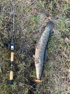 ライギョの釣果