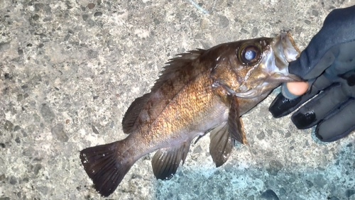 メバルの釣果