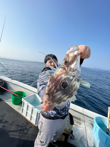 マトウダイの釣果