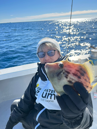 カワハギの釣果