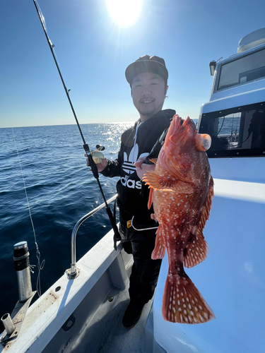 ウッカリカサゴの釣果